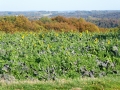 P1000739