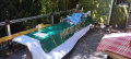 BV NWS Sommerfest 2026